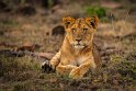 002 Masai Mara, leeuw